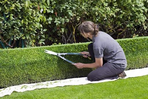 Clipping topiary